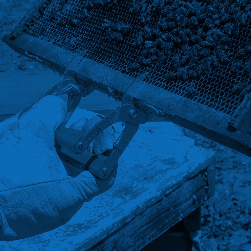 narzędzia do chwytania ramek pszczelich